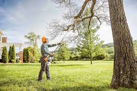 Trusted Lake Isabella, MI Tree Services Experts