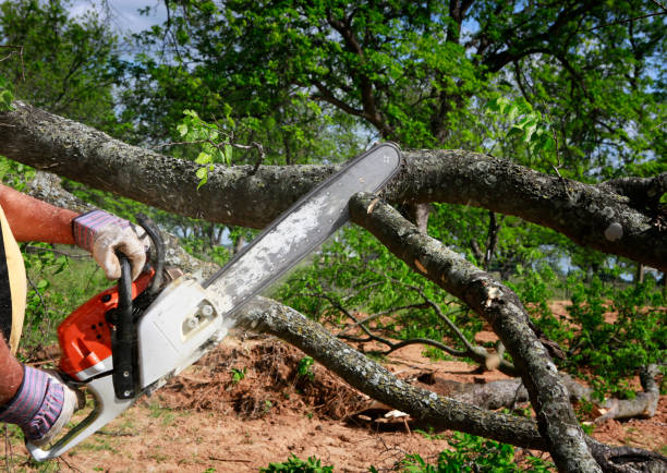 Leaf Removal in Lake Isabella, MI